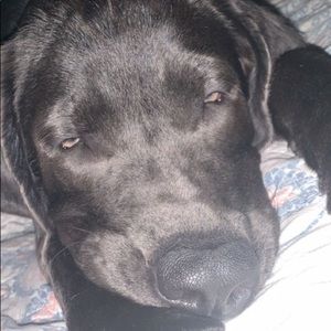 Meet your Posher, Lyllian